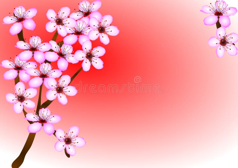 Cherry blossom