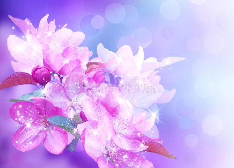 Sakura Flower Cherry Blossom. Stock Photo Image of floral, depth