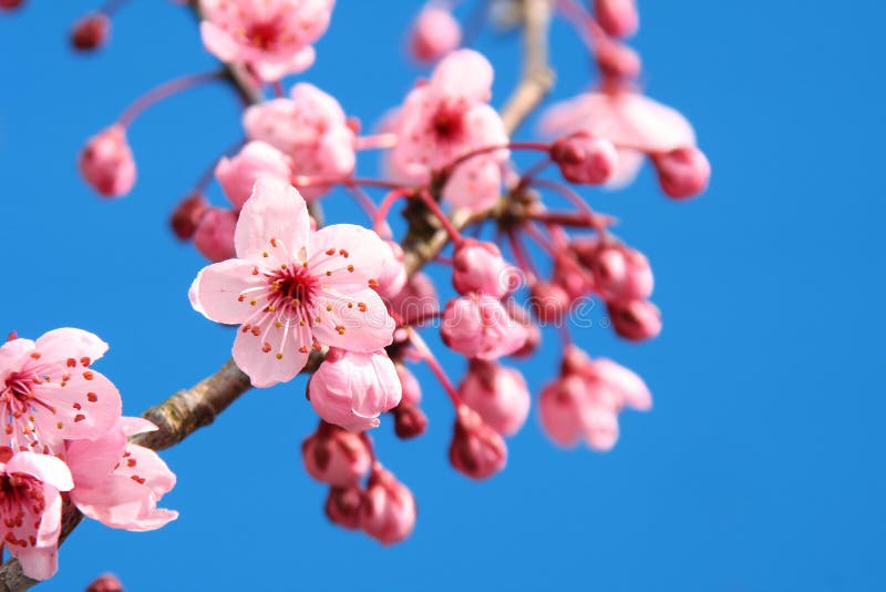 Cherry blossom