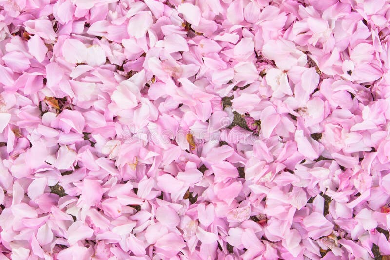 Download Cherry Blossom image stock. Image du bourgeon, avril - 45354107