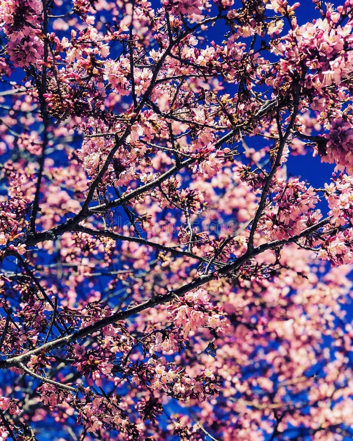 Cherry Blossom on a Amazing Day Stock Photo - Image of perfect, amazing ...