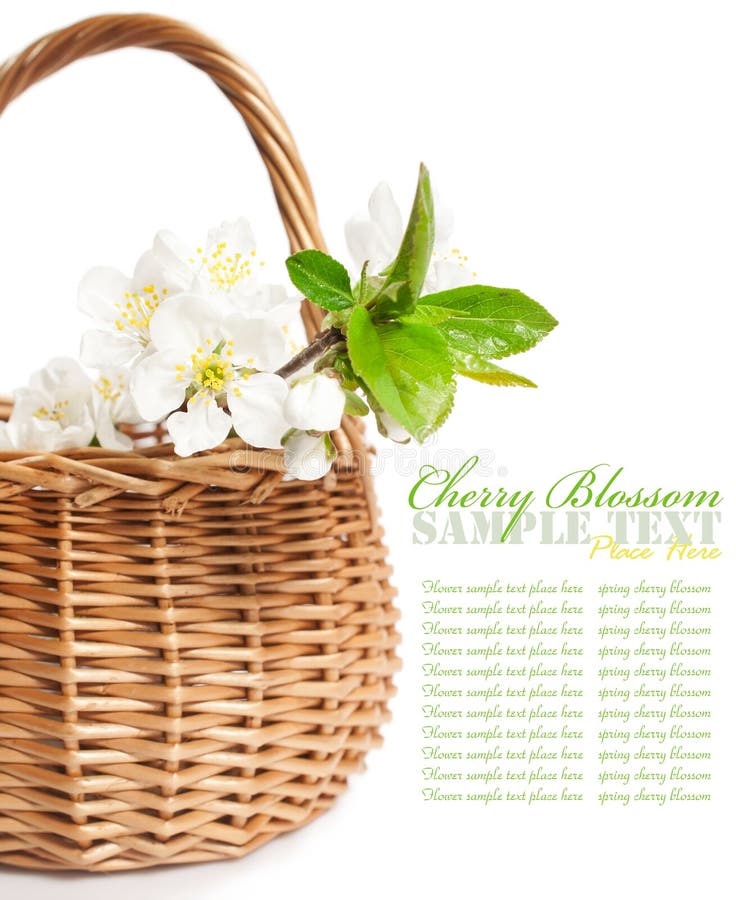 Cherry blossom in a basket stock photo. Image of closeup 30632454