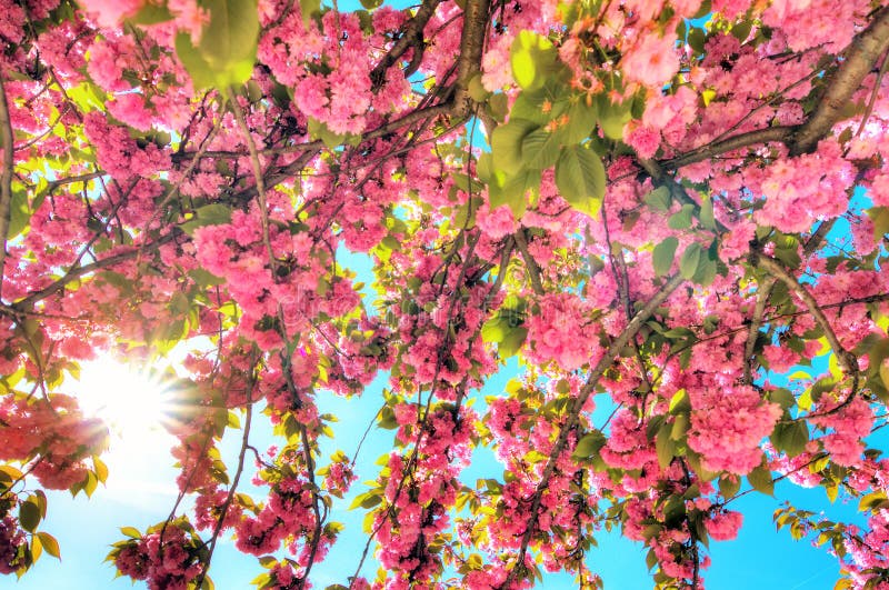 Cherry Blossom Hdr France Stock Photos - Free & Royalty-Free Stock ...