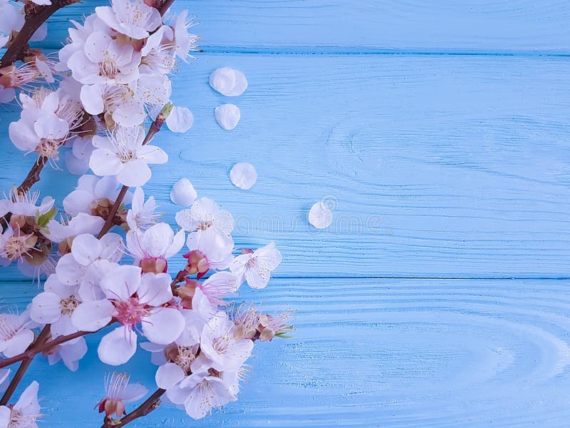 Cherry beautiful blossom may celebration branch springtime on blue wooden background