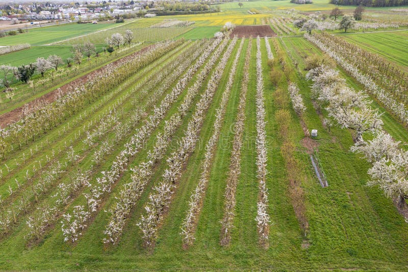 View from above of the blooming cherry orchards near Frauenstein Germany in the Rheingau. View from above of the blooming cherry orchards near Frauenstein Germany in the Rheingau