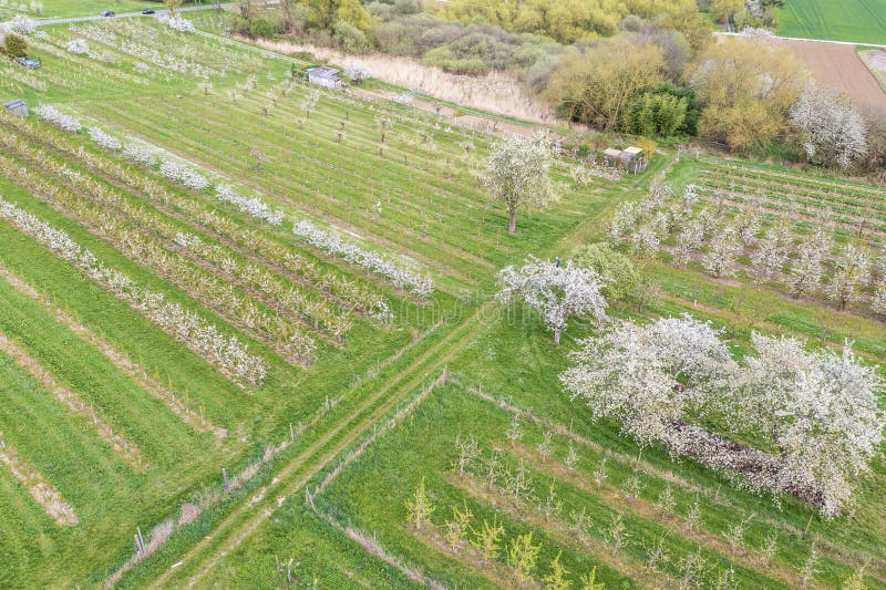 View from above of the blooming cherry orchards near Frauenstein Germany in the Rheingau. View from above of the blooming cherry orchards near Frauenstein Germany in the Rheingau