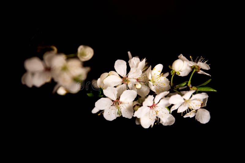 Cherry Blossom on Black Background. Stock Image - Image of white