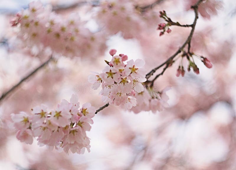 Cherry blossom bloom stock photo. Image of blossom, flowers 47272490