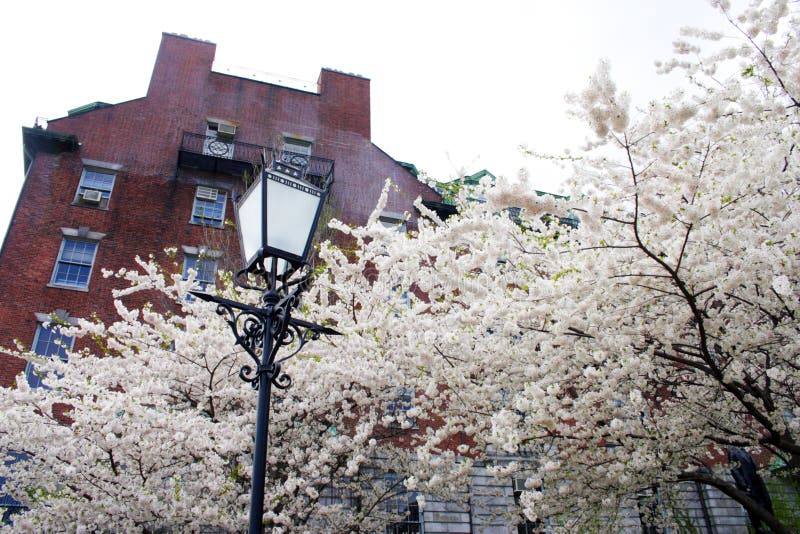 Cherry Blossom in Boston Public Garden during Spring Stock Photo