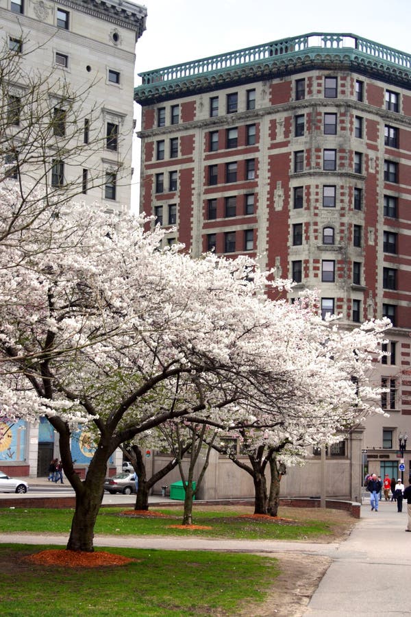 Cherry Blossom in Boston Public Garden during Spring Editorial Stock