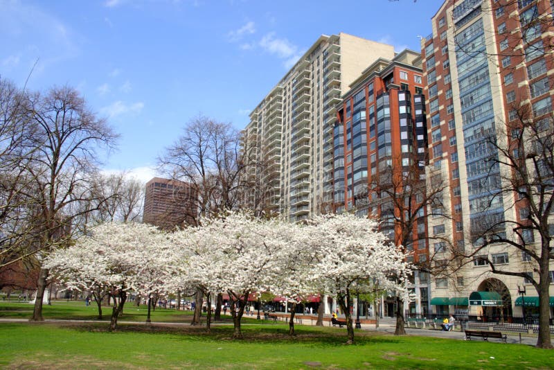 Cherry Blossom in Boston Public Garden during Spring Editorial
