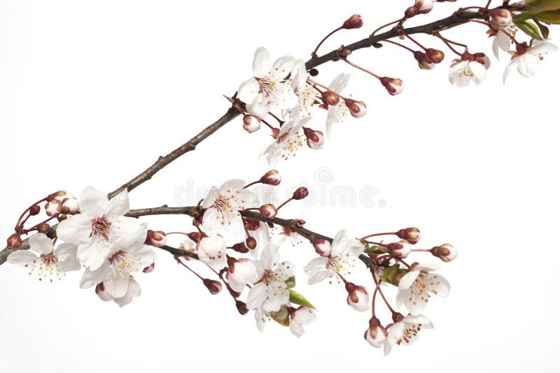 Cherry blossom branch stock image. Image of beautiful 52221765