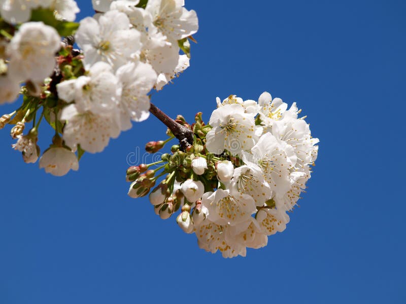 Cherry blossom on branch stock image. Image of pink - 114570929