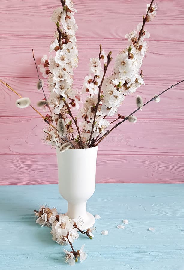 Cherry blossom branch, willow in vase on colored wooden background