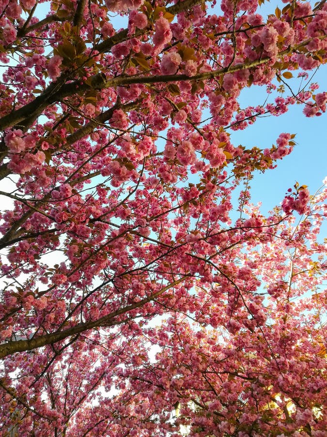 Branches Of Cherry Blossoms With A Soft Accent On A Delicate Natural