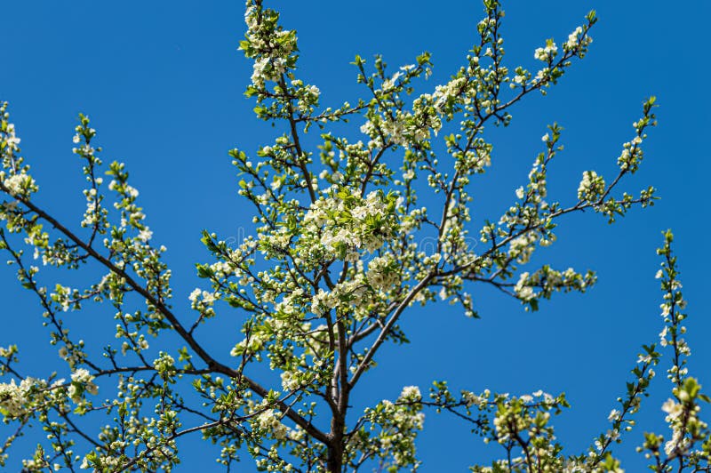 Cherry Blossom Branches Illuminated by Sunlight in Spring Stock Photo