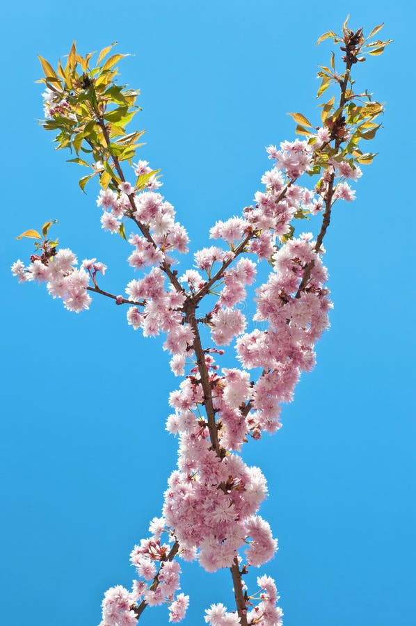 Cherry blossom stock photo. Image of blossom, single 81019596