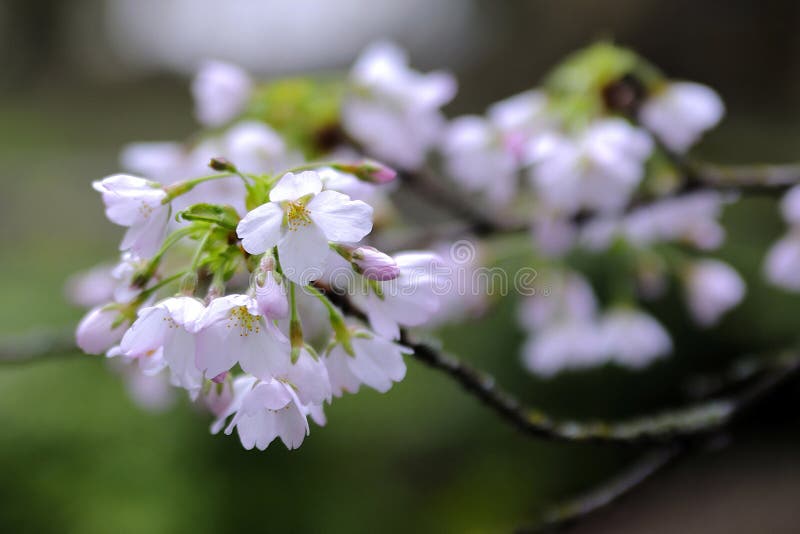 Cherry Blossom in City Center Stock Photo Image of park, industry