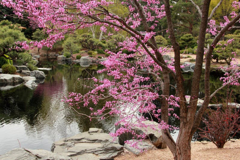 Cherry Blossom in Denver, Colorado Stock Photo Image of green, water