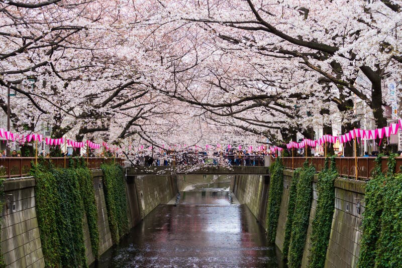 Cherry Blossom Festival in Full Bloom at Meguro River . Meguro River is
