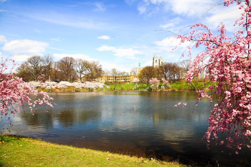 The Cherry Blossom Festival in New Jersey Stock Photo Image of time