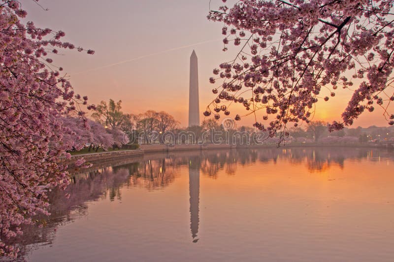 Cherry Blossom Festival in Washington, DC Stock Photo Image of flower