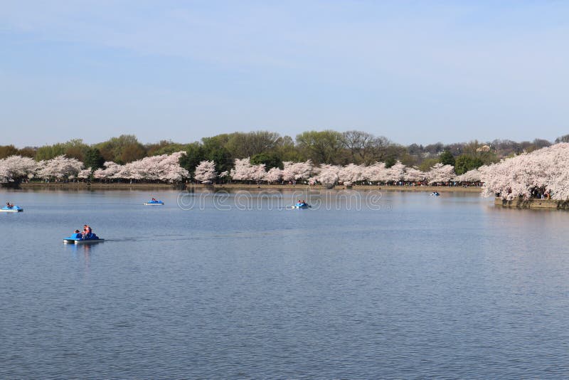 Cherry Blossom Dc Boat Stock Photos Free & RoyaltyFree Stock Photos from Dreamstime