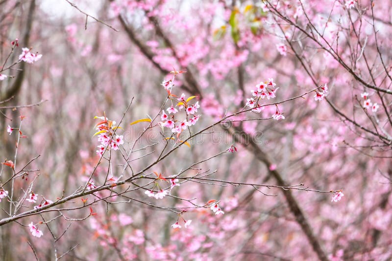 Hermoso cereza flor flor a un árbol sobre el, tailandia.