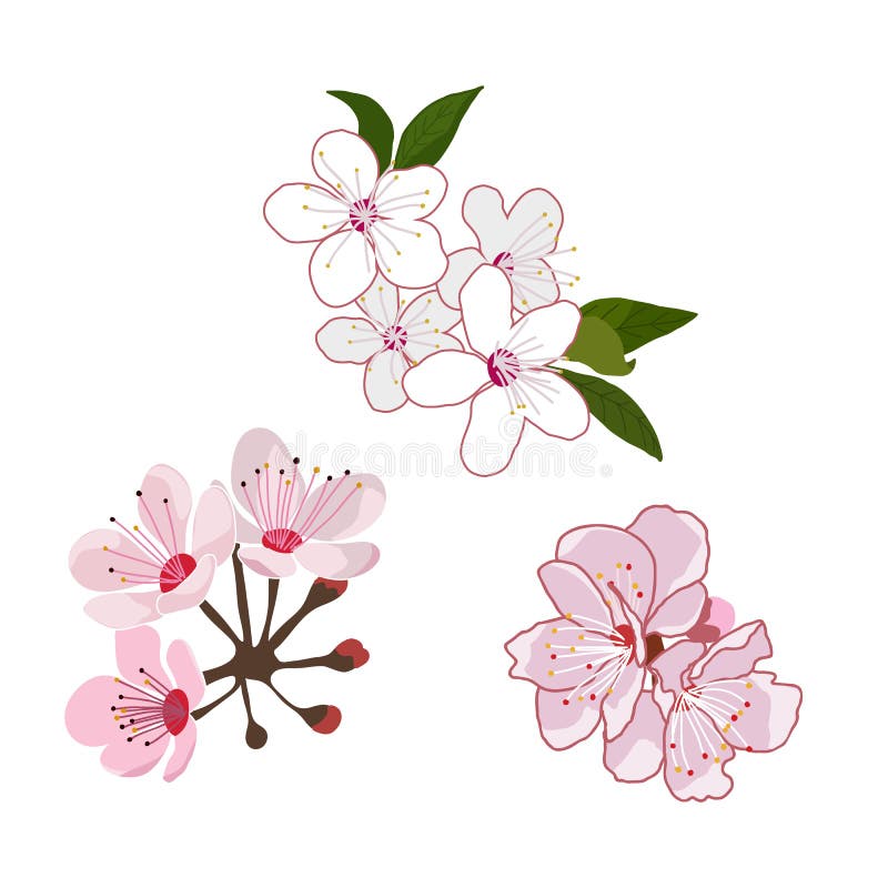 Cherry Blossom Flowers Vector Illustration Set Isolated Stock Vector