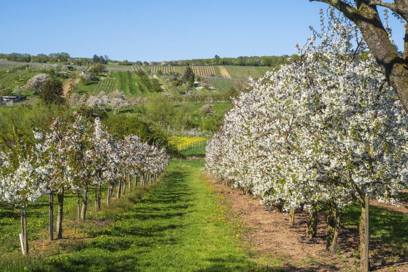 Blooming cherry trees under a blue sky in Frauenstein - Germany in the Rheingau. Blooming cherry trees under a blue sky in Frauenstein - Germany in the Rheingau