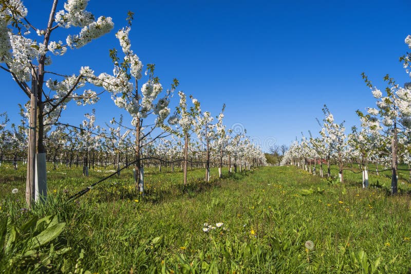 Blooming cherry trees under a blue sky in Frauenstein - Germany in the Rheingau. Blooming cherry trees under a blue sky in Frauenstein - Germany in the Rheingau