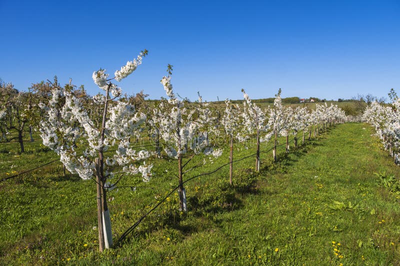 Blooming cherry trees under a blue sky in Frauenstein - Germany in the Rheingau. Blooming cherry trees under a blue sky in Frauenstein - Germany in the Rheingau