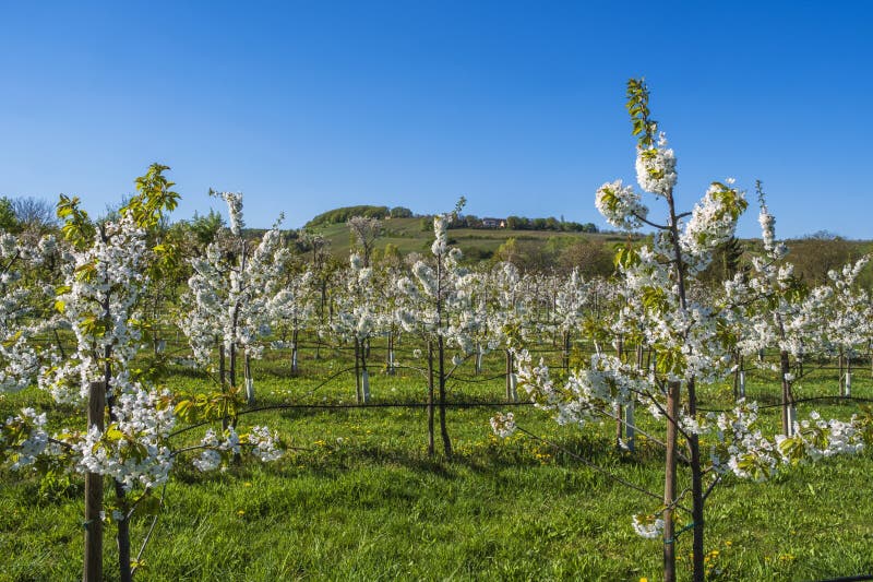 Blooming cherry trees under a blue sky in Frauenstein - Germany in the Rheingau. Blooming cherry trees under a blue sky in Frauenstein - Germany in the Rheingau