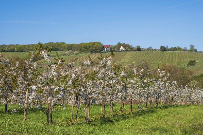 Blooming cherry trees under a blue sky in Frauenstein - Germany in the Rheingau. Blooming cherry trees under a blue sky in Frauenstein - Germany in the Rheingau