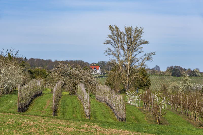 Blooming cherry trees under a blue sky in Frauenstein - Germany in the Rheingau. Blooming cherry trees under a blue sky in Frauenstein - Germany in the Rheingau