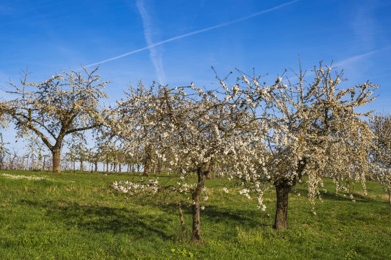 Blooming cherry trees under a blue sky in Frauenstein - Germany in the Rheingau. Blooming cherry trees under a blue sky in Frauenstein - Germany in the Rheingau
