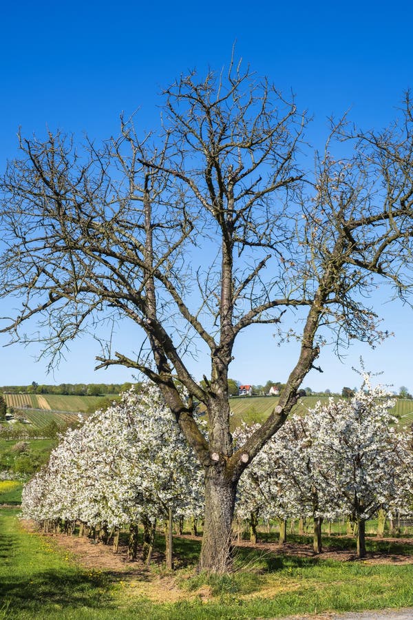 Blooming cherry trees under a blue sky in Frauenstein - Germany in the Rheingau. Blooming cherry trees under a blue sky in Frauenstein - Germany in the Rheingau