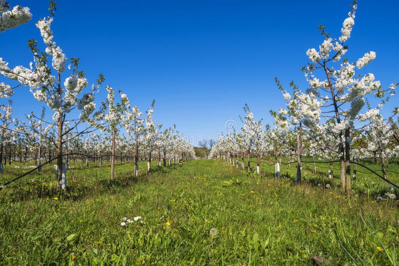 Blooming cherry trees under a blue sky in Frauenstein - Germany in the Rheingau. Blooming cherry trees under a blue sky in Frauenstein - Germany in the Rheingau