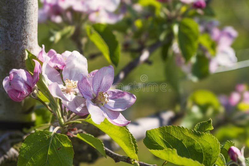 Close-up of pink cherry blossoms near Frauenstein - Germany in the Rheingau. Close-up of pink cherry blossoms near Frauenstein - Germany in the Rheingau