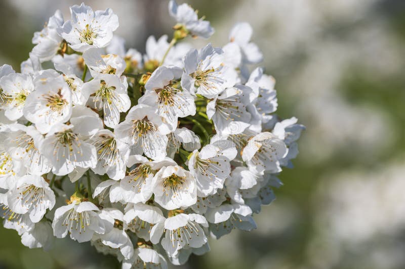 Close-up of white cherry blossoms near Frauenstein - Germany in the Rheingau. Close-up of white cherry blossoms near Frauenstein - Germany in the Rheingau