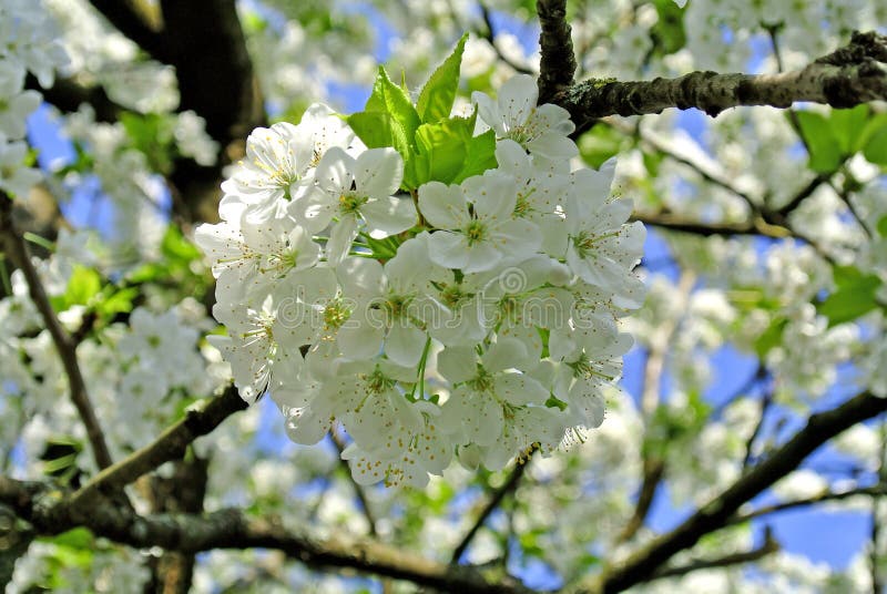 Cherry blossom stock photo. Image of tree, cherry, bloom 39712584