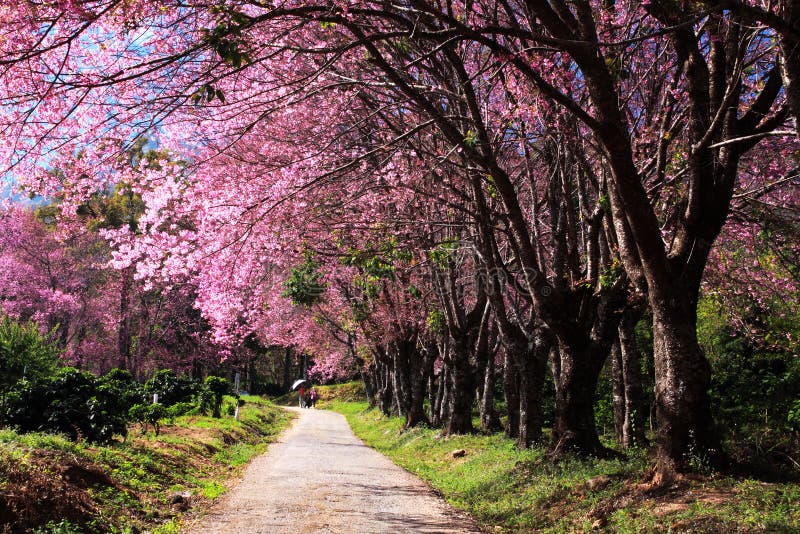 Cherry blossom garden