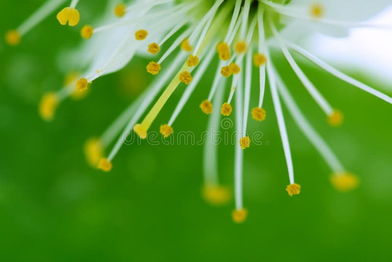 Cherry blossom on green