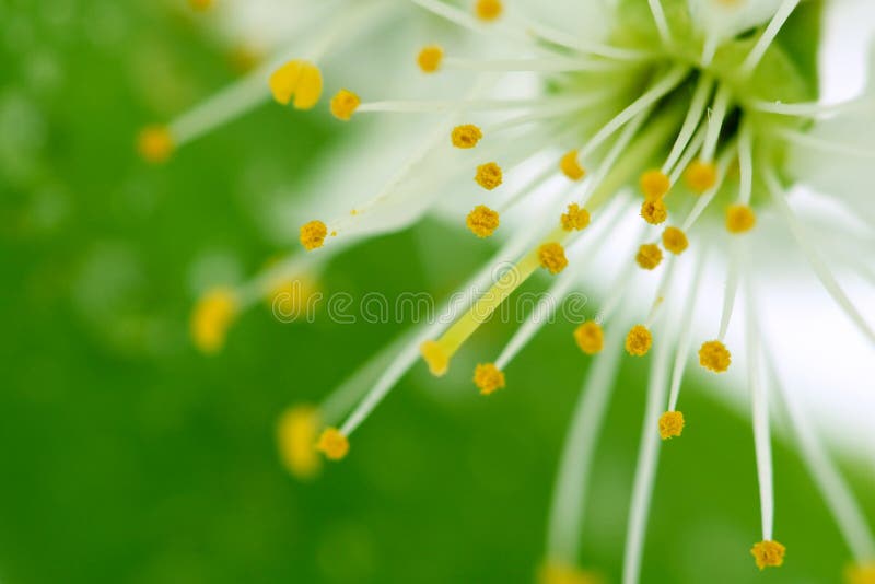 Cherry blossom on green