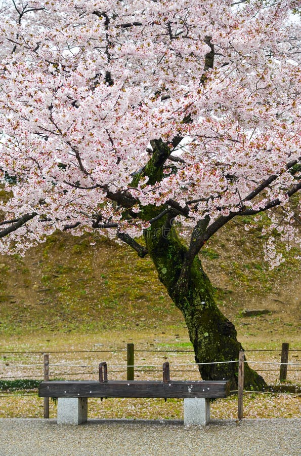 Cherry Blossom Hanami in Kyoto, Japan Stock Photo - Image of hanami ...