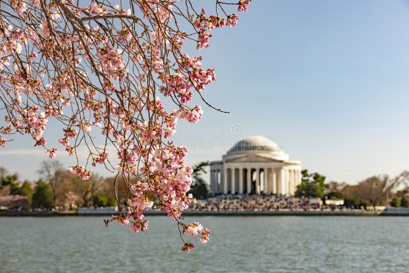 Cherry Blossom i Washington DC - Thomas Jefferson Memorial royaltyfri foto Cherry Blossom i Washington DC - Thomas Jefferson Memorial royaltyfri foto