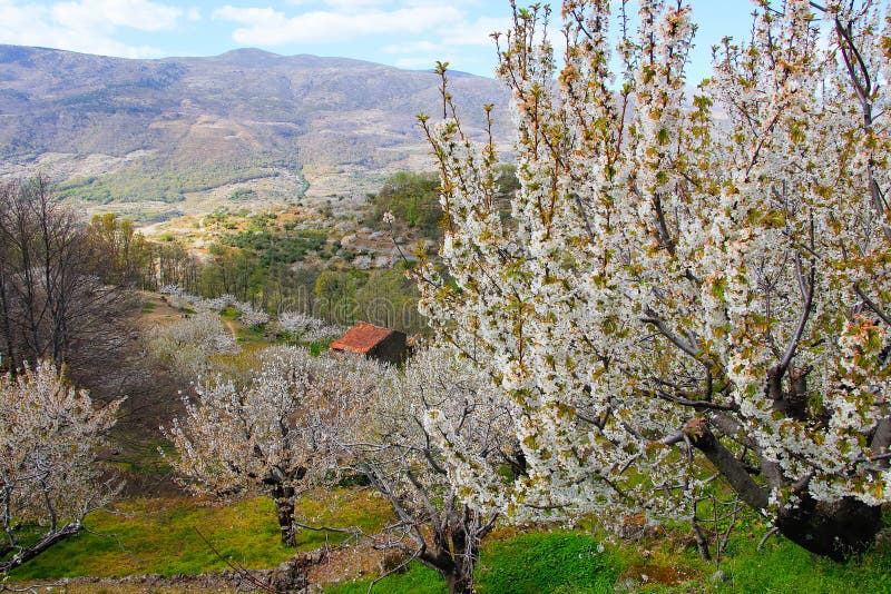 Cherry Blossom at Jerte Valley, Cerezos En Flor Valle Del Jerte. Cherry ...