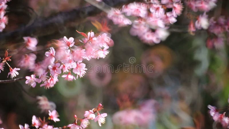 Cherry Blossom, Kirschblüte-Blumen
