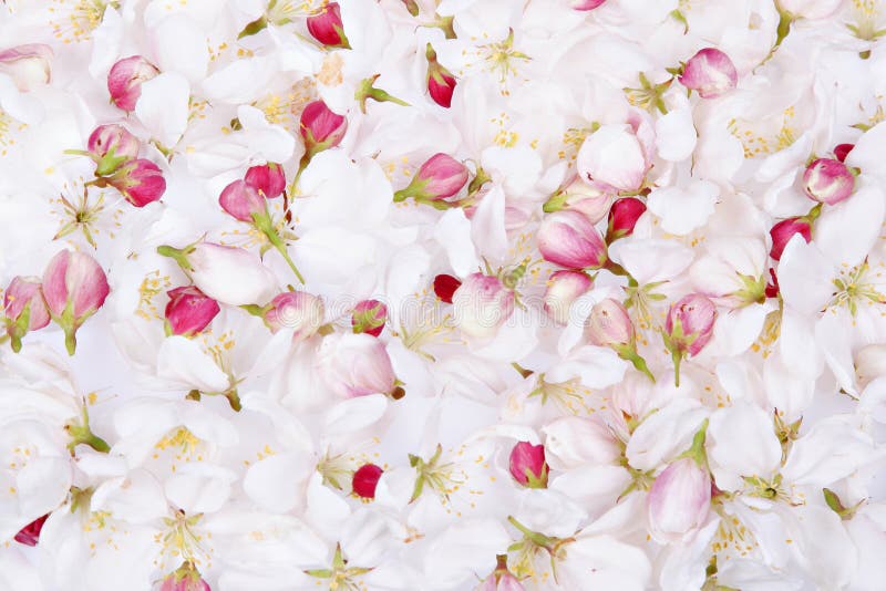 Cherry Blossom Petals Backgrou Stock Image Image of seasonal