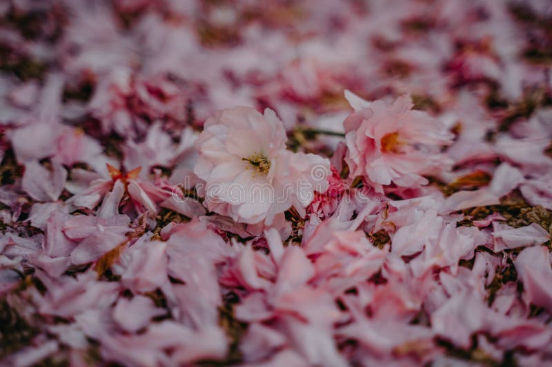 Cherry Blossom Petals on the Ground after Flowering Stock Photo Image